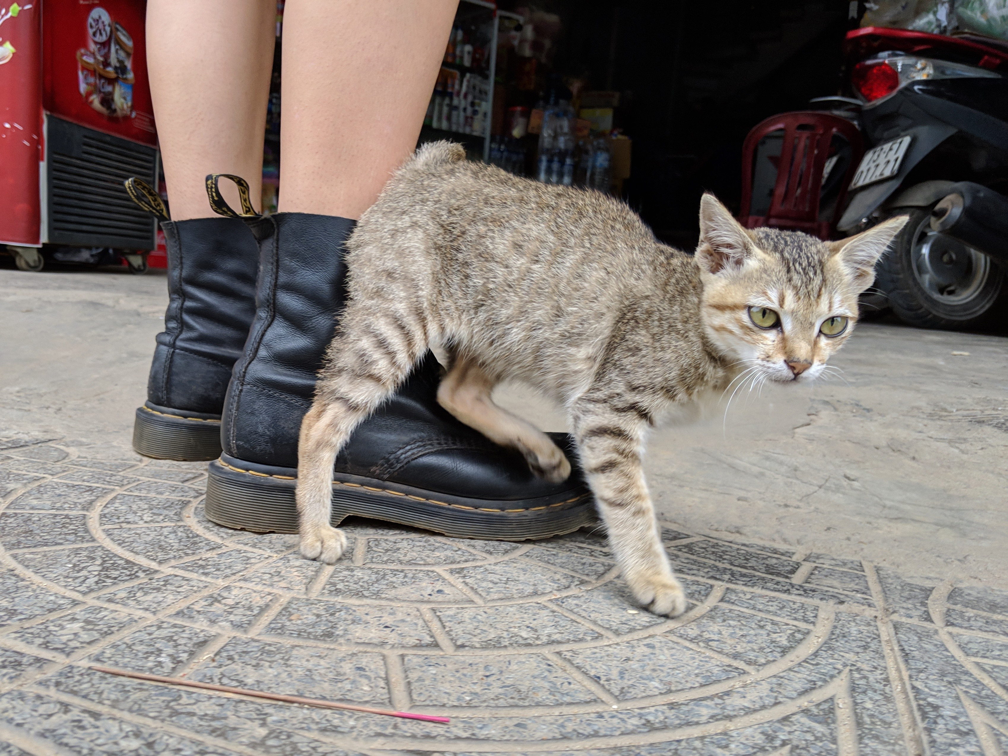 a kitty and dr Martens